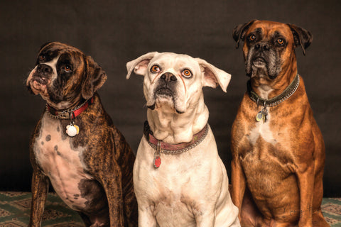 Three dogs pulling funny confused faces at camera