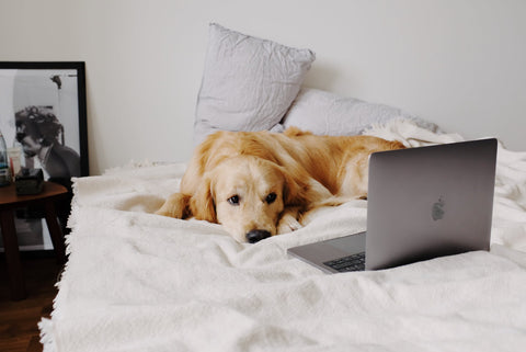 5 Ways to Keep your Dog Occupied