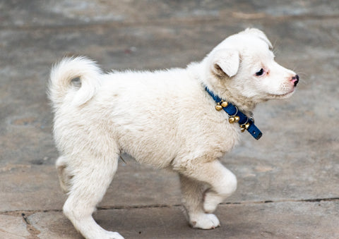 White dog walking on the pavement