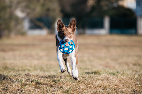 Border Collie dog playing with a toy