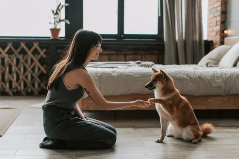 Shiba Inu dog offering a paw to a woman