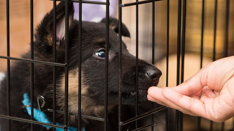 Crate Training Dog