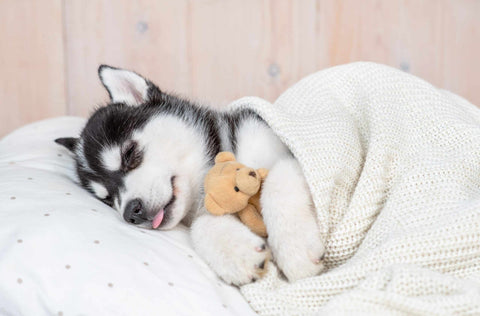 Tips to help your Puppy to Sleep the Night