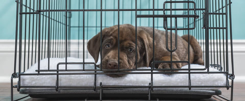 Crate Training Dog