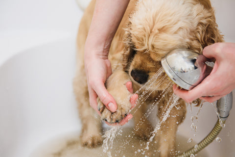 person cleaning a dogs paws