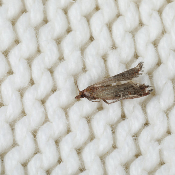 Clothes/Food Moth Control with T-gramma (Trichogramma Evanescens ...
