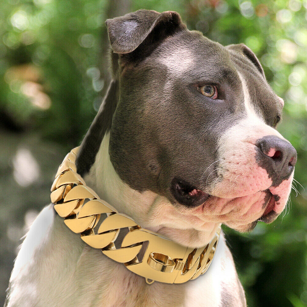 thick gold chain dog collar