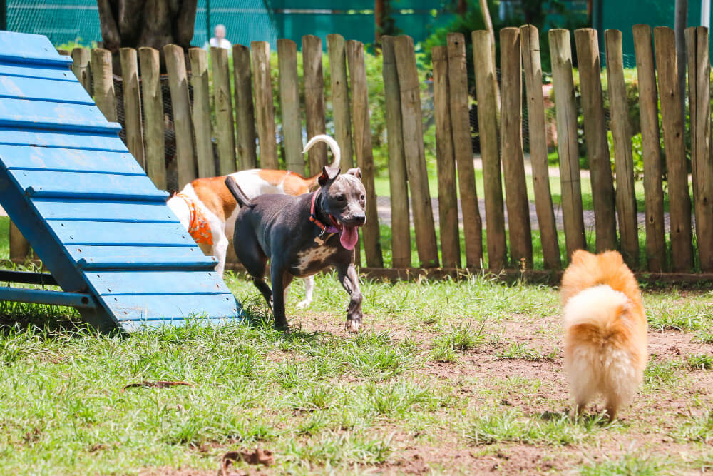 Best DIY Ideas For A Dog Play Area In Your Backyard