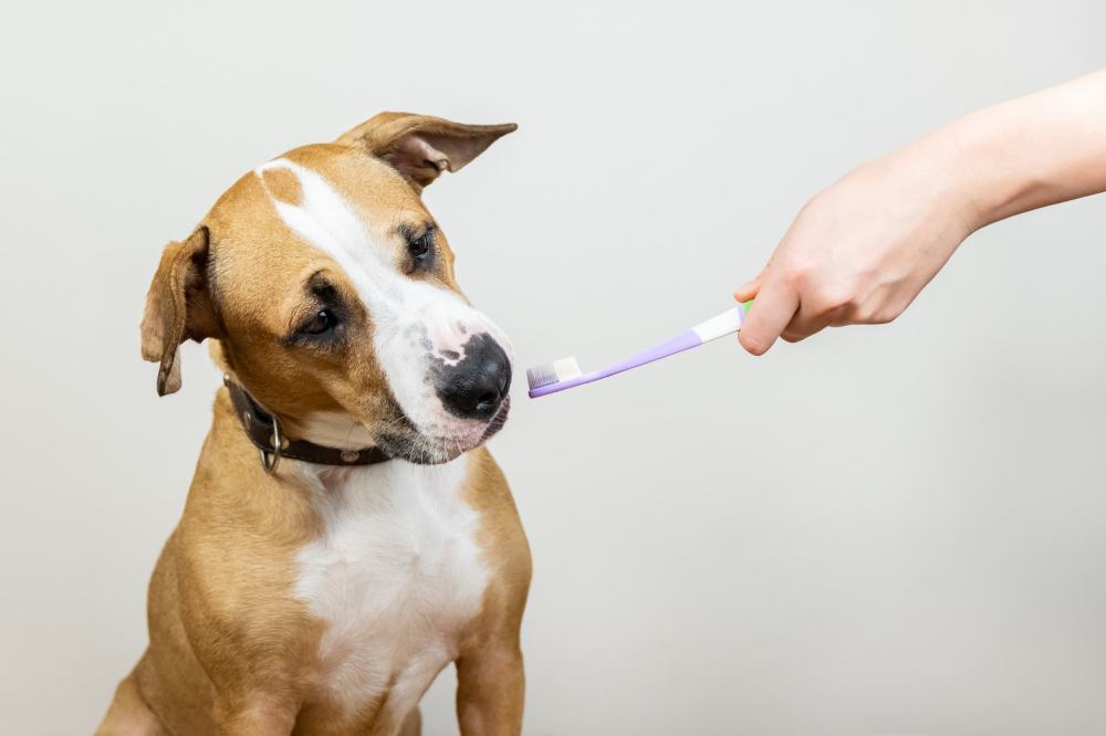 Brushing Your Dog’s Teeth