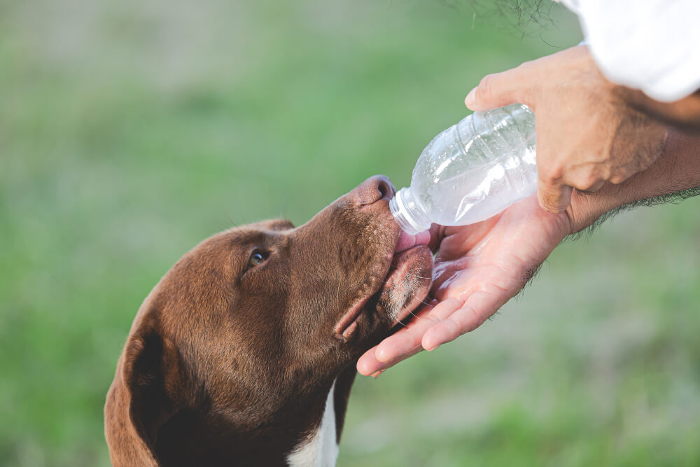 Give Your Dog More Water