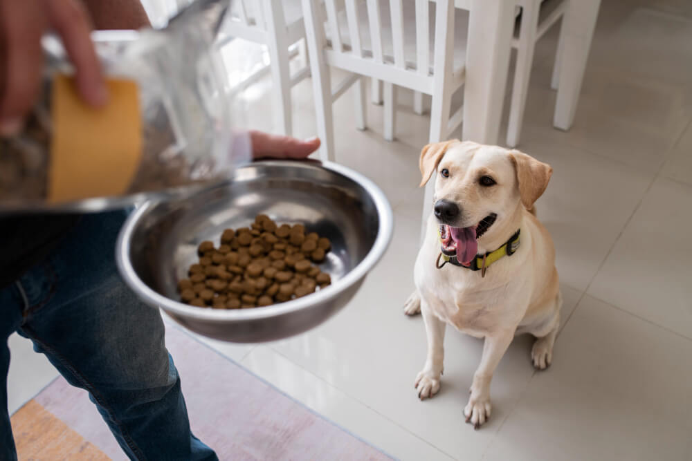 How To Fix Food Aggression In Dogs