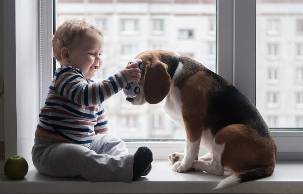 How to Care for Autistic Dogs