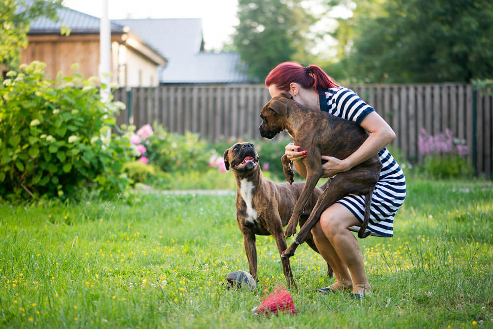 How to Train Your Dog to Ignore Other Dogs