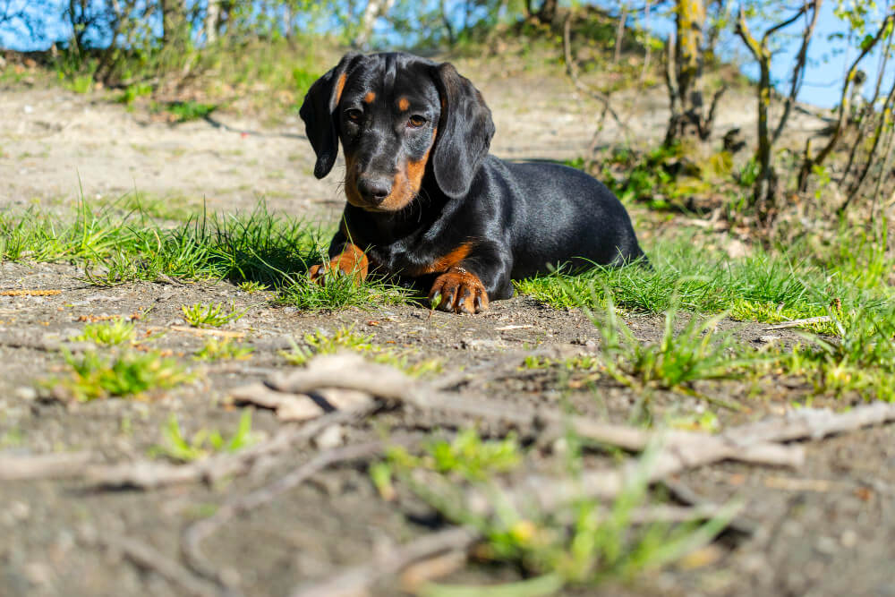 Training Techniques to Reduce Barking