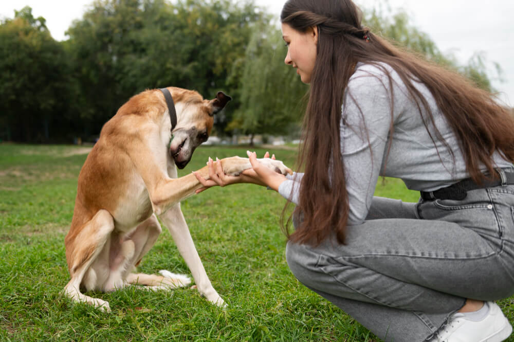 Training Your Dog to Be Quiet