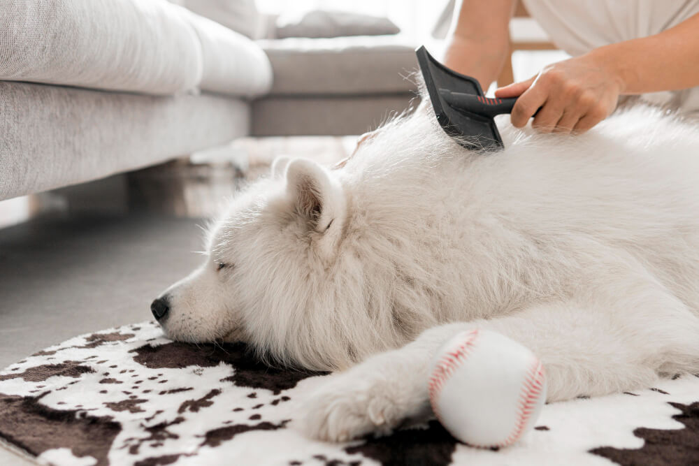 Why You Should Groom Your Dog