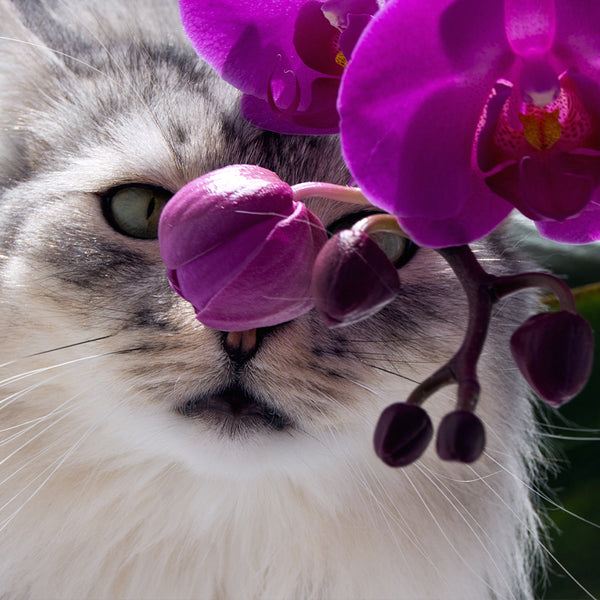 Cats And Flowers Guide Are Orchids Poisonous To Cats
