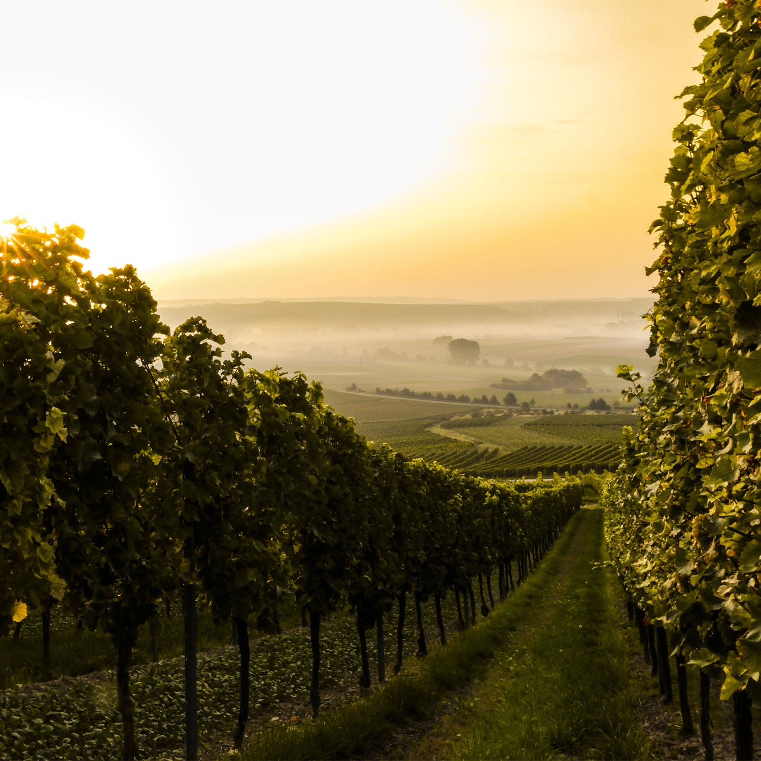 Uitzicht vanaf de wijngaarden in de richting van zonsondergang in Saale-Unstrut