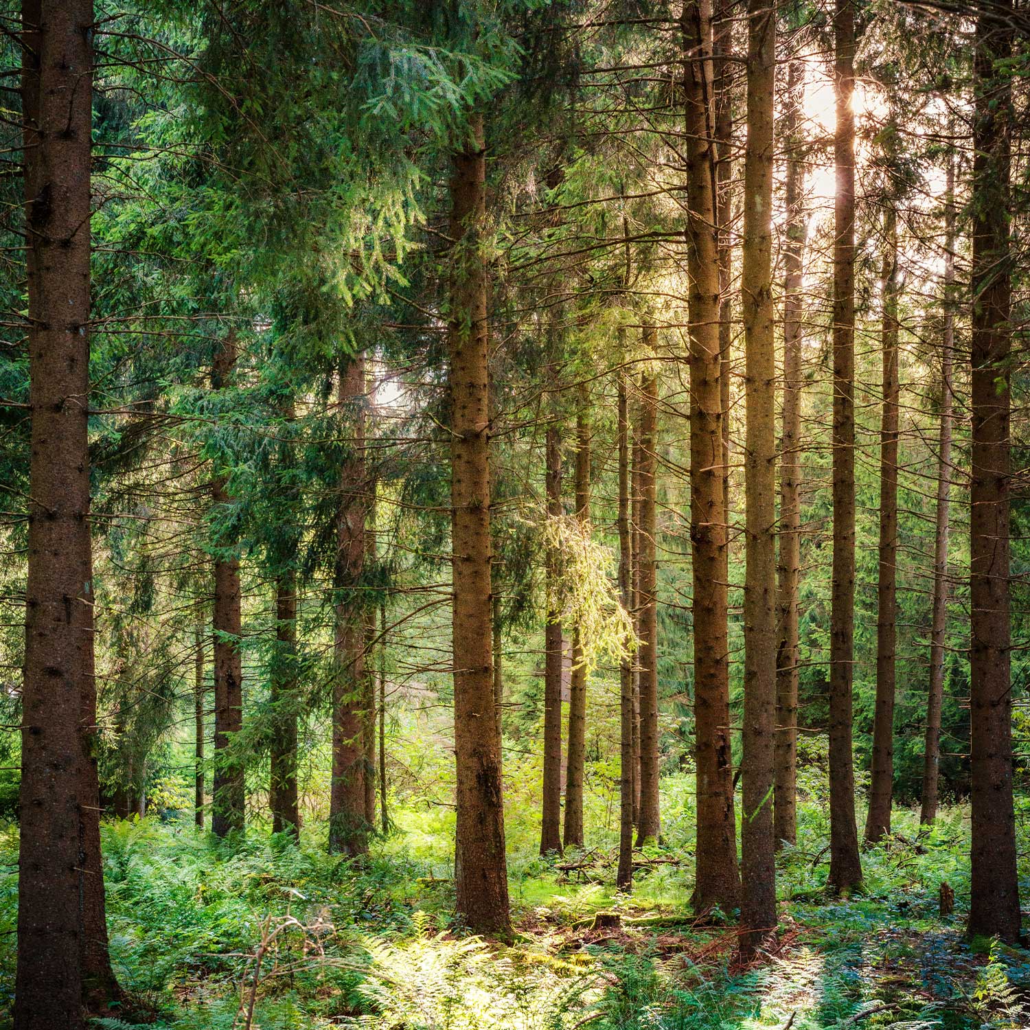 Im sonnendurchfluteten Spreewald