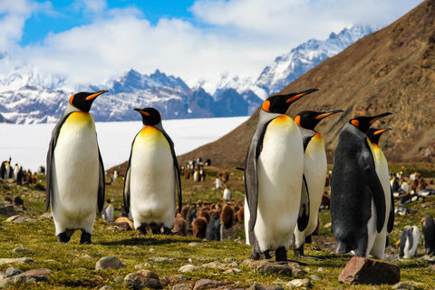 Antartide pinguini