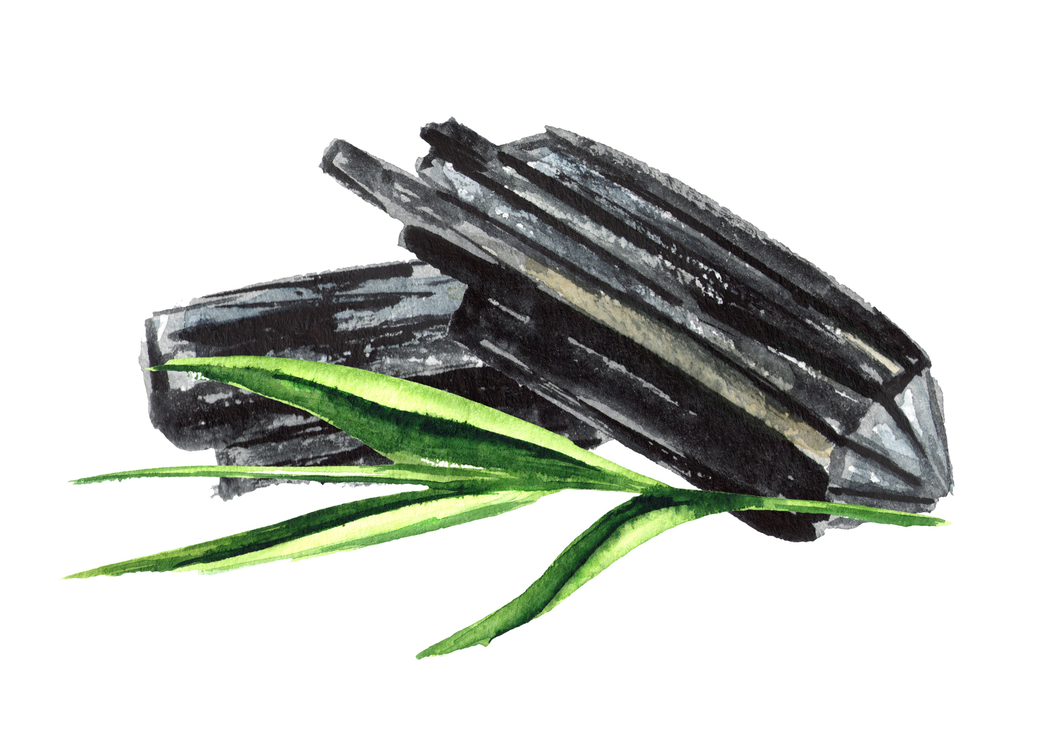 carbone vegetale illustrazione
