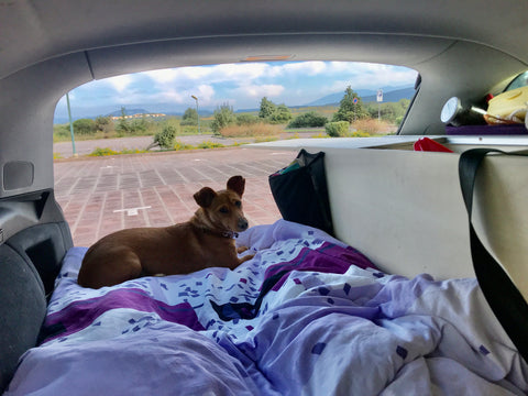 dog in micro camper