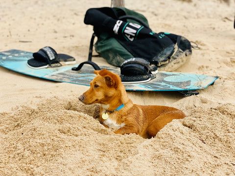 dog at the beach with kite gear