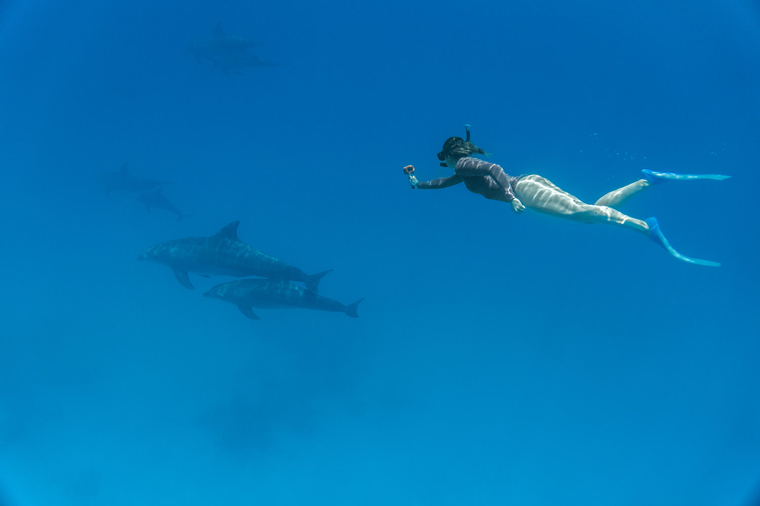 Swimming with wild dolphins in the Red Sea