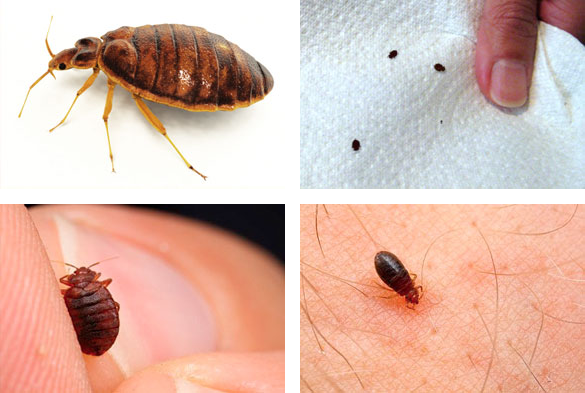Bed Bug Exterminator Chicago Treatment