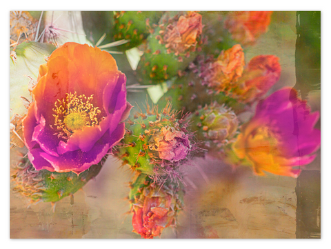 Cool pink cactus flowers