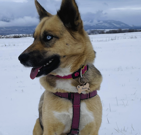 personalized engraved dog collar tag