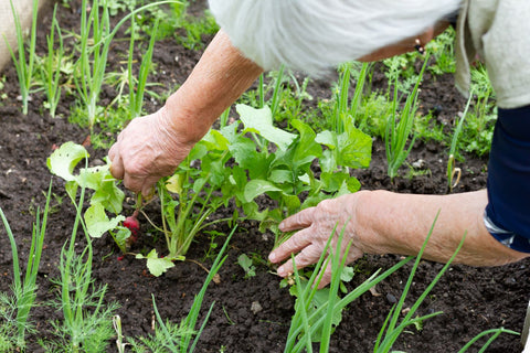 Challenges faced by elderly during spring gardening