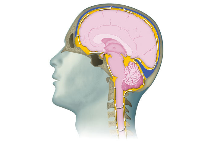 Diagram of brain