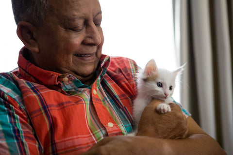 Senior man playing with kitten in foster home