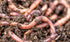 Worms