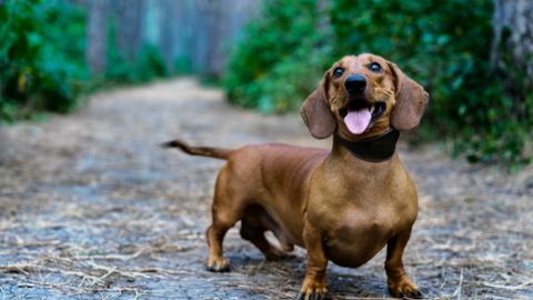 Which Dog Breed Is Right For You?