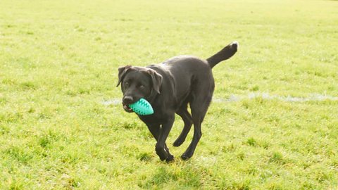 Willy & Dilly Rugby Ball
