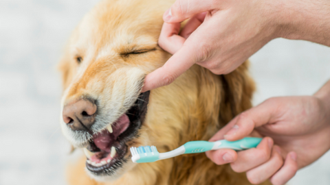 Dog Dental Health - What You Need To Know