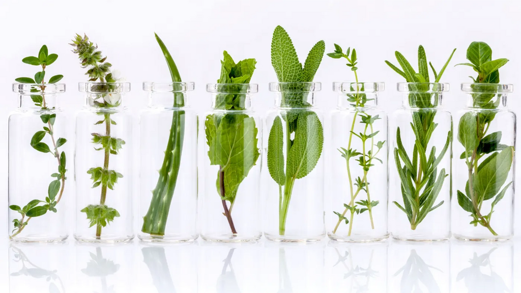 herbs in jars