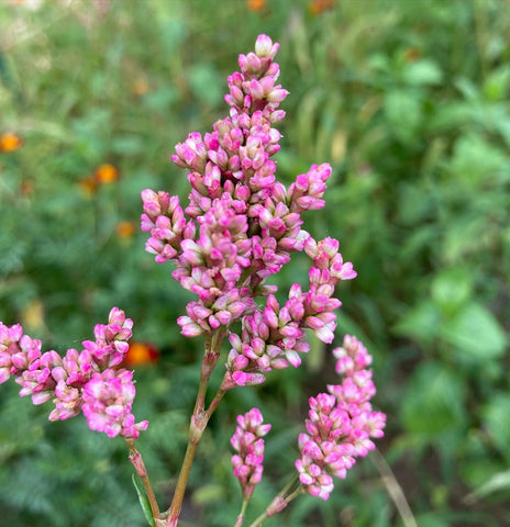 tiny pink indigo flowers