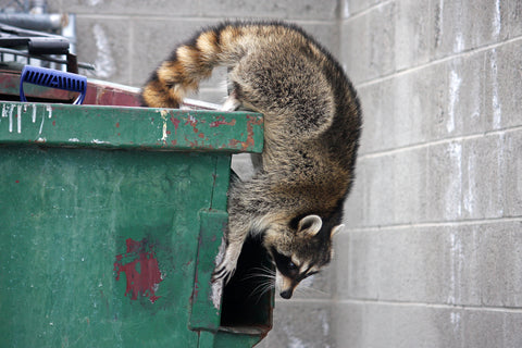 raccoon pest exiting open dumpster
