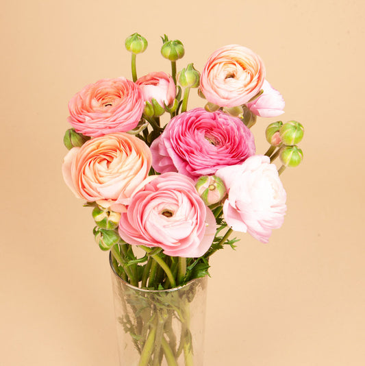 Elegance Salmon Ranunculus Plants