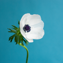 Anemone Carmel White Flower Fall Planting Bulbs | PlantGem – Plantgem