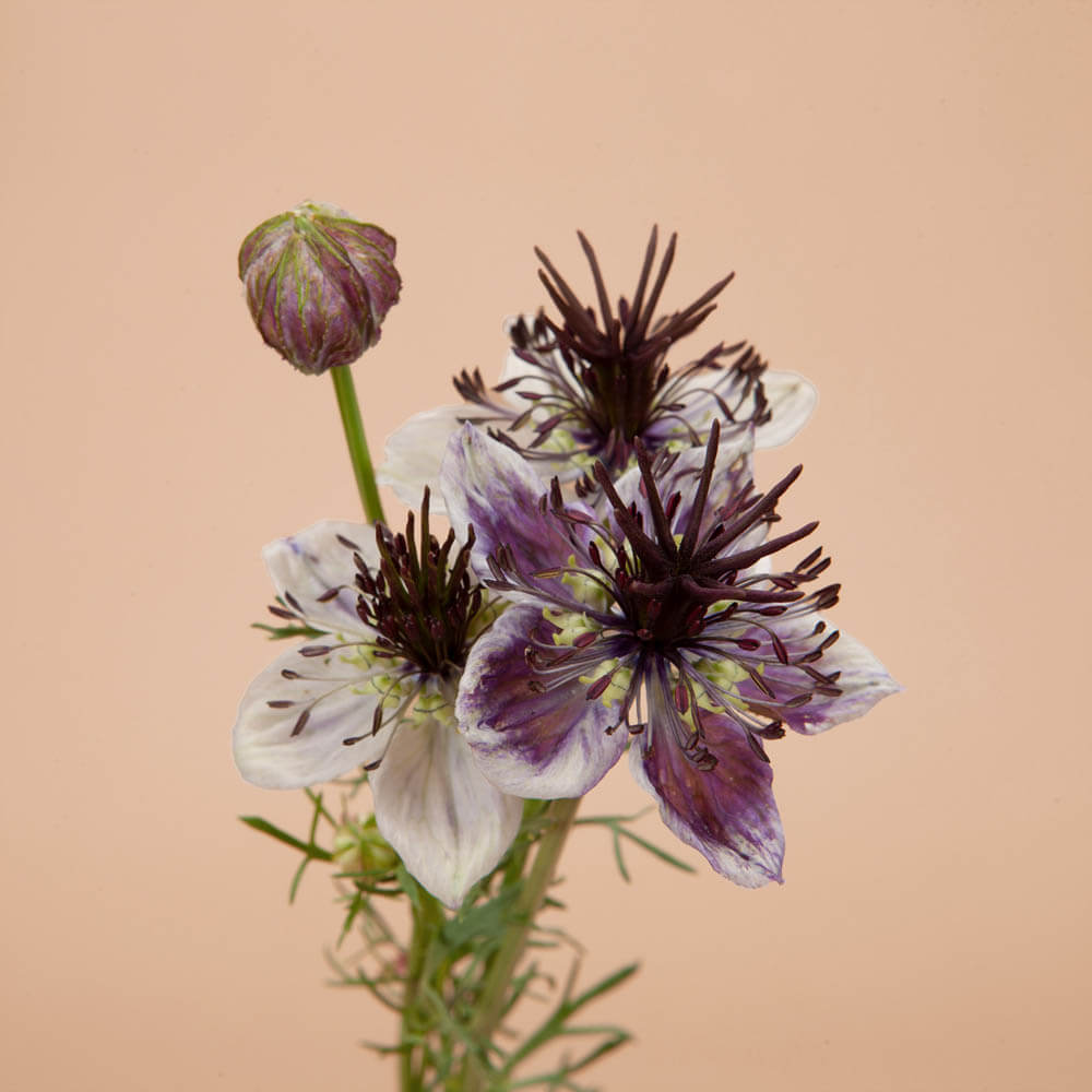 Delft Blue Love In A Mist Seeds - Plantgem product image