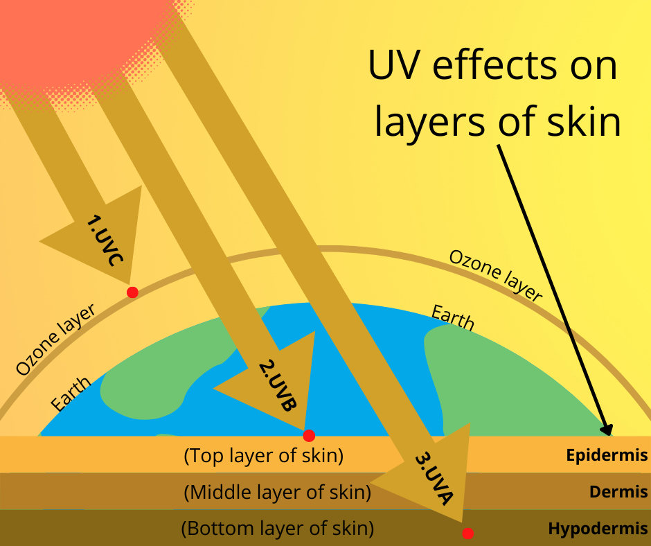 UV effects on layers of skin