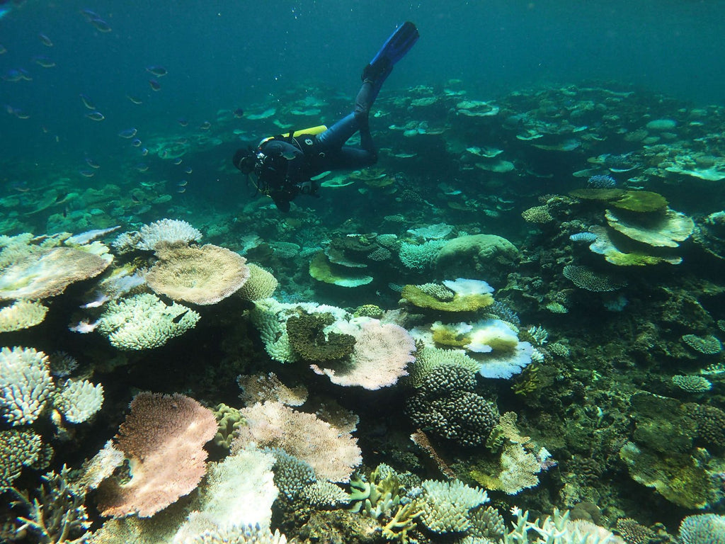 reef suffering from coral bleaching