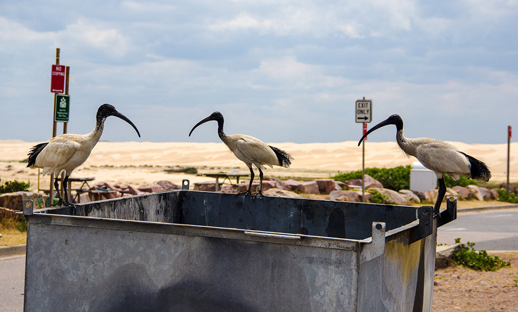 Ibis on bin