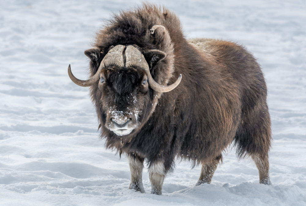 Musk ox in Antarctica