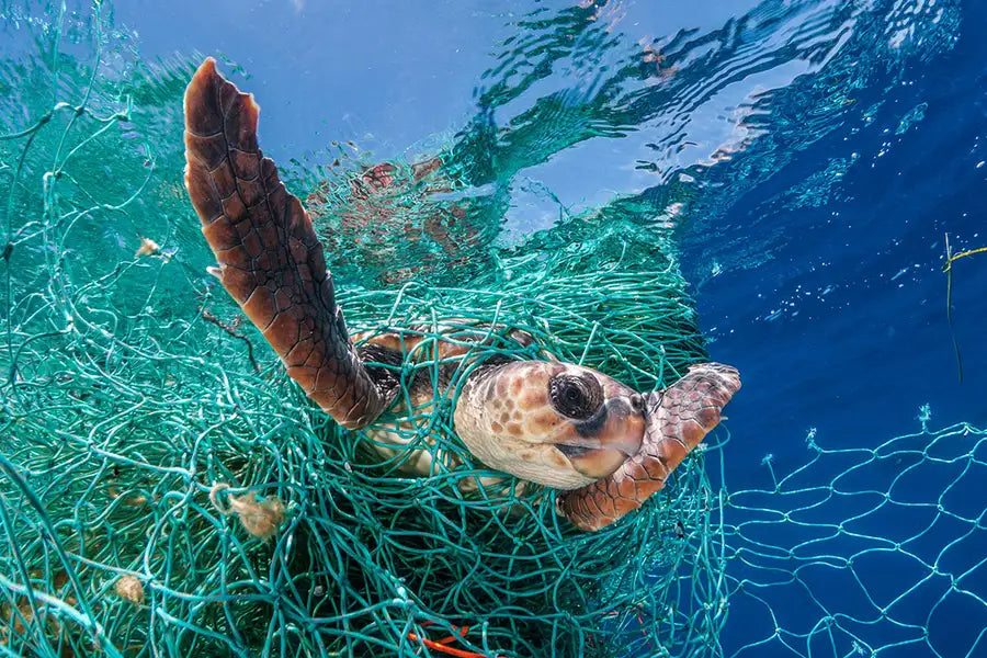 turtle caught in fishing line