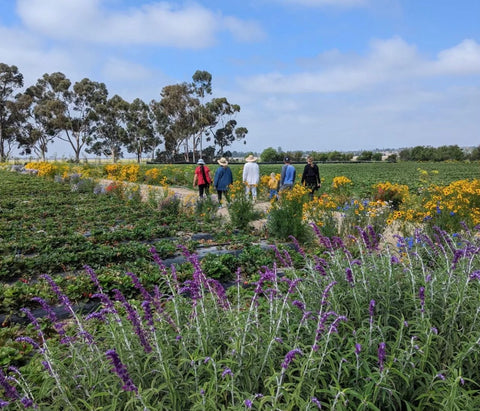 Lady and Larder Team at Strawberry Farm